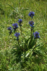 Gentiana dahurica
