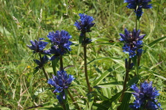 Gentiana dahurica
