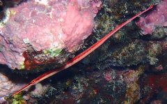 Dunckerocampus baldwini