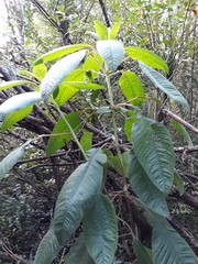 Fuchsia boliviana luxurians