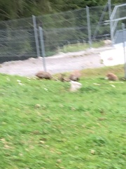 Marmota marmota