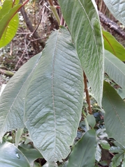 Fuchsia boliviana luxurians