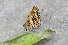 Symbrenthia niphanda