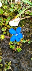 Gentiana bavarica subacaulis