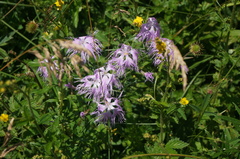 Dianthus superbus