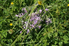 Dianthus superbus