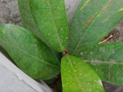 Ficus retusa