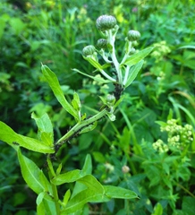 Cirsium arvense integrifolium