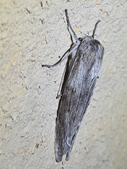 Capusa cuculloides
