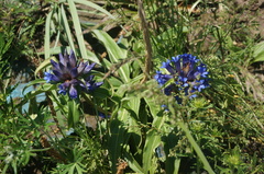 Gentiana dahurica