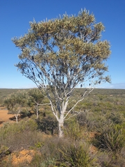 Banksia prionotes