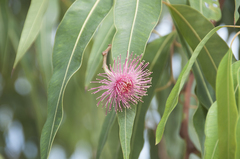 Corymbia ptychocarpa