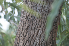 Corymbia ptychocarpa