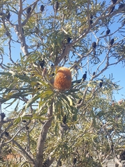 Banksia prionotes