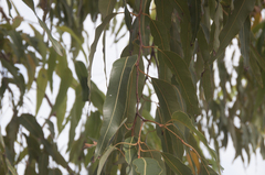 Corymbia ptychocarpa