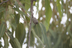 Corymbia ptychocarpa