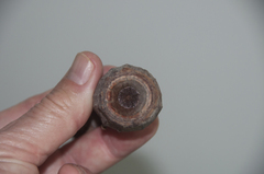 Corymbia ptychocarpa