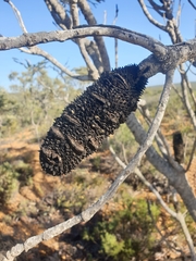 Banksia prionotes