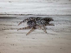 Platycryptus undatus