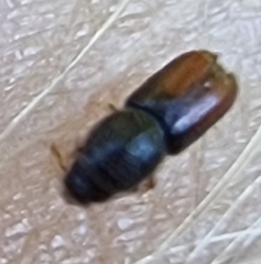 Trypodendron
