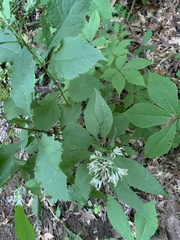 Eupatorium sessilifolium