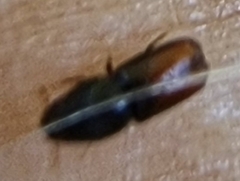 Trypodendron
