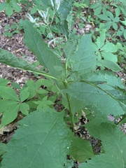 Eupatorium sessilifolium