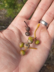 Eucalyptus drummondii