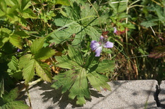 Geranium dahuricum