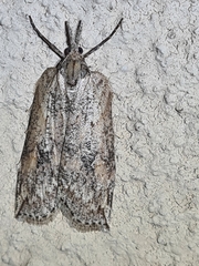 Neoteristis paraphanes