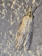 Neoteristis paraphanes