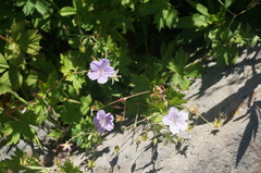 Geranium dahuricum
