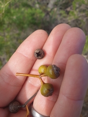Eucalyptus drummondii