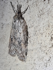 Neoteristis paraphanes
