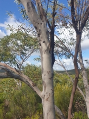 Eucalyptus drummondii