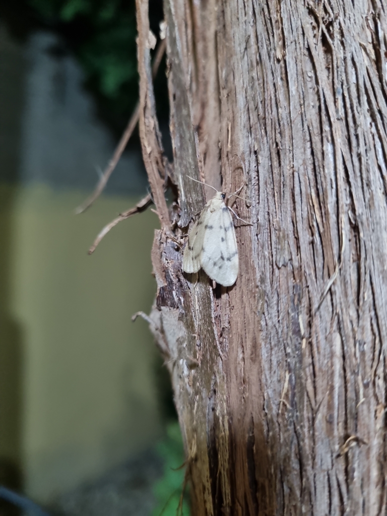 Glaucous Muslin