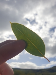 Eucalyptus drummondii