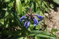 Dracocephalum rupestre
