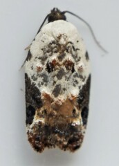 Acleris nivisellana