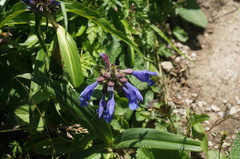 Dracocephalum rupestre