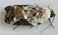 Acleris nivisellana