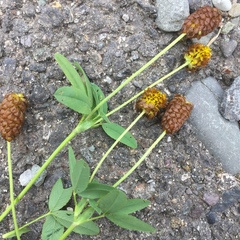 Trifolium spadiceum