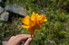 Trollius chinensis