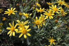 Senecio magnificus