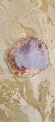 Cyanea capillata