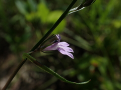 Lobelia canbyi