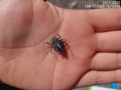 Psectrascelis intricaticollis