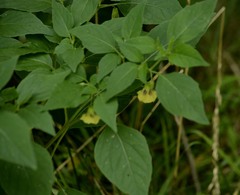 Physalis longifolia subglabrata