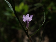 Lobelia canbyi