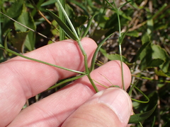 Sabatia campanulata